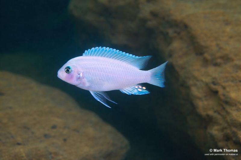 Maylandia callainos 'Pombo Rocks'